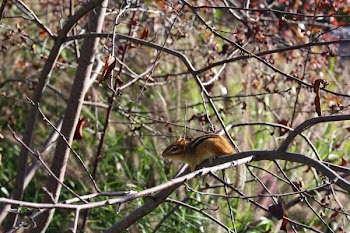 Squirrel on Tree Branch