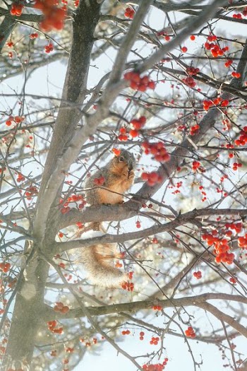 squirrel on tree branch during day