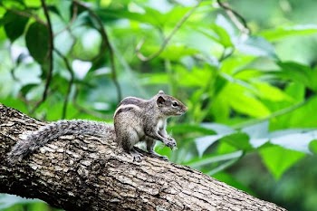 squirrel on tree brunch