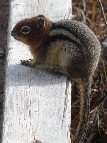 Squirrel on Wood