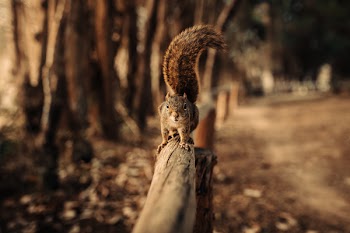 Squirrel On Wood