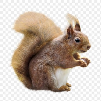 Squirrel png clipart, wildlife, transparent | Free PNG - rawpixel