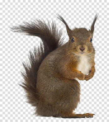 Squirrel PNG Free Download
