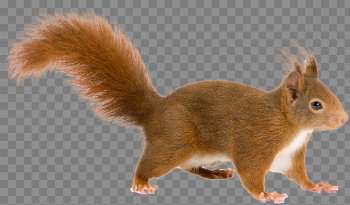 Squirrel PNG Photo