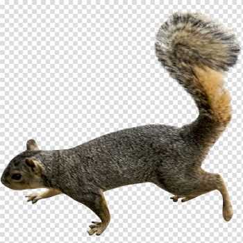 Squirrel Png Picture