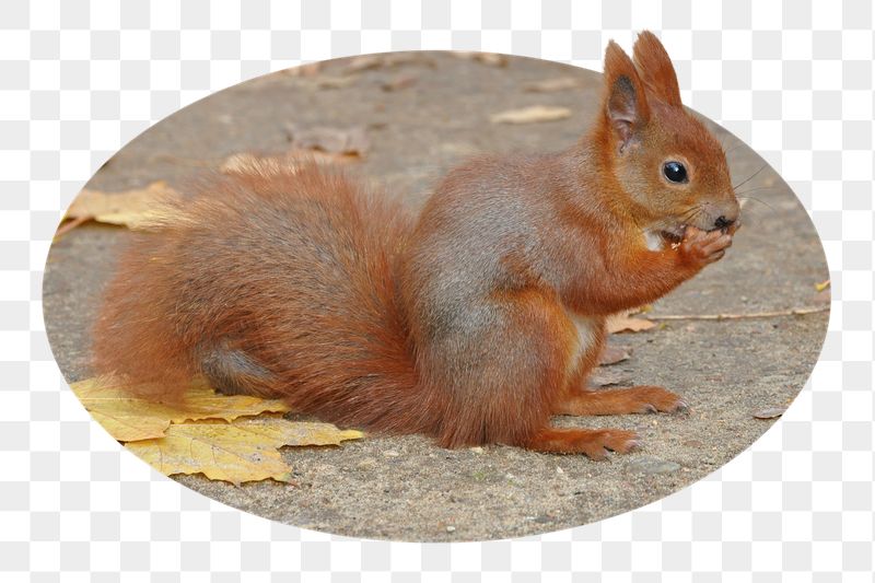 Squirrel png sticker, cute wildlife | Free PNG - rawpixel