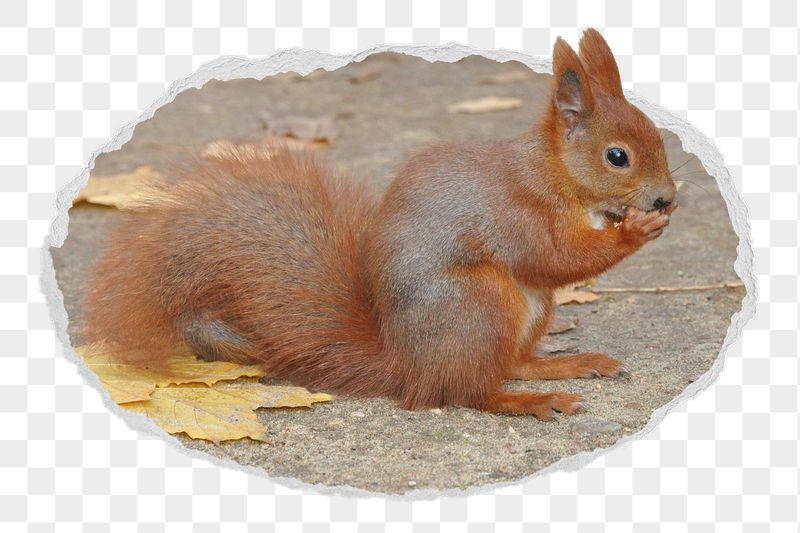 Squirrel png sticker, cute wildlife | Free PNG - rawpixel