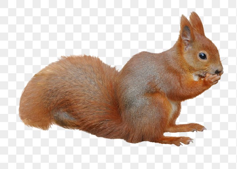 Squirrel png sticker, cute wildlife, | Free PNG - rawpixel