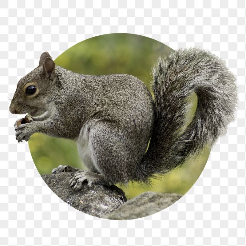 Squirrel png sticker, cute wildlife | Free PNG - rawpixel