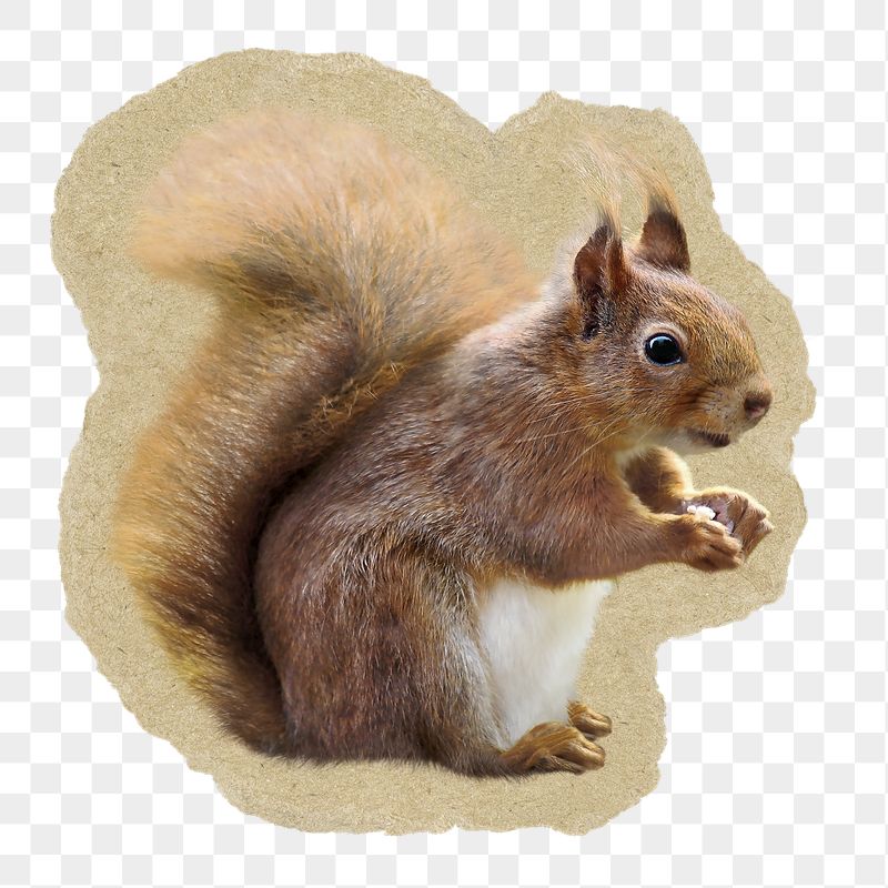 Squirrel png sticker, ripped paper | Free PNG - rawpixel