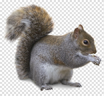 Squirrel PNG Transparent Image