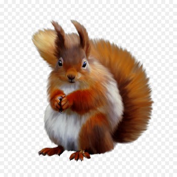 Squirrel Portable Network Graphics Clip art Image JPEG - squirrel 