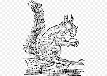 Squirrel, Rodent, Eastern Gray Squirrel, Line Art PNG