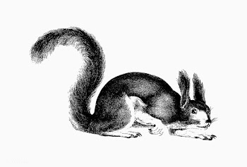 Squirrel shade drawing | Free stock vector - 562451