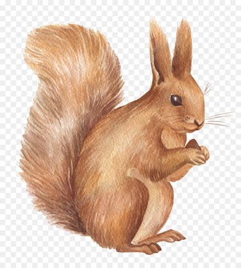 Squirrel Vector graphics Design Christmas Day - squirrel 