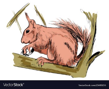 Squirrel vector image