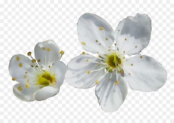 ST.AU.150 MIN.V.UNC.NR AD Cherry blossom Cherries -  