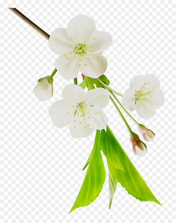 ST.AU.150 MIN.V.UNC.NR AD Cherry blossom Cut flowers Petal -  