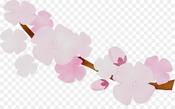 ST.AU.150 MIN.V.UNC.NR AD Cherry blossom Floral design Pink M -  