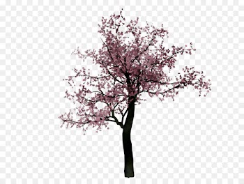 ST.AU.150 MIN.V.UNC.NR AD Cherry blossom Purple Cherries -  
