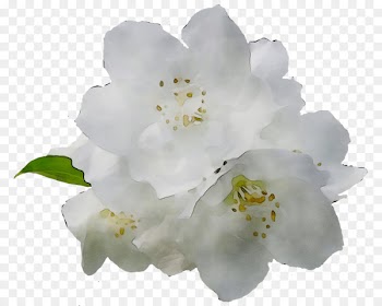 ST.AU.150 MIN.V.UNC.NR AD Cherry blossom Rose Cherries -  