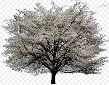 ST.AU.150 MIN.V.UNC.NR AD Cherry blossom Winter Cherries -  