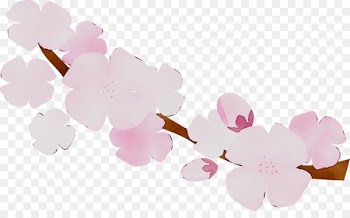 ST.AU.150 MIN.V.UNC.NR AD Pink M Cherry blossom Cherries -  