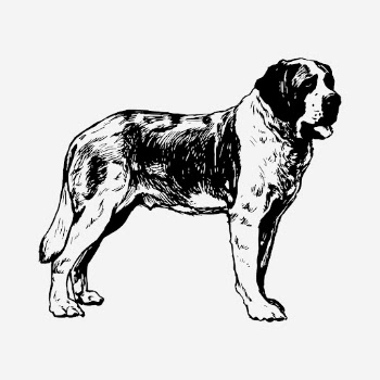 St Bernard dog drawing, hand | Free Photo - rawpixel