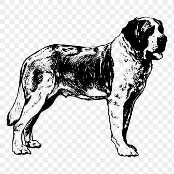 St Bernard dog png clipart, | Free PNG - rawpixel