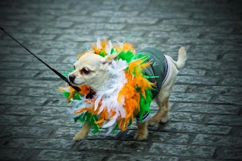          St. Patrick'S Day Madra Free Photo     