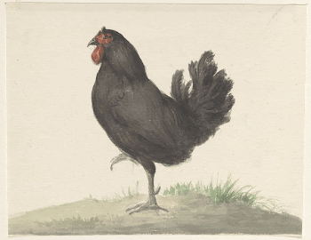 Staande zwarte kip (1775&ndash;1833) drawing | Free Photo - rawpixel