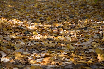 Stack of Leaves