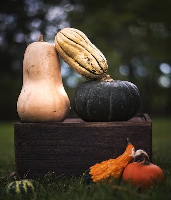 Stacked Squash Vegetables