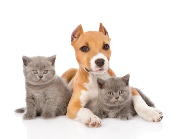stafford puppy and two kittens lying together. isolated on white background