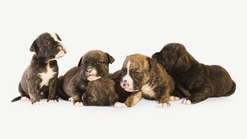 Staffordshire Bull Terrier puppies collage | Free PSD - rawpixel