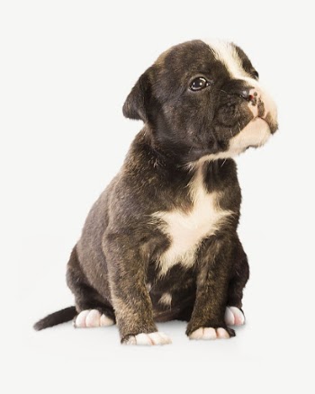 Staffordshire Bull Terrier puppy collage | Free PSD - rawpixel