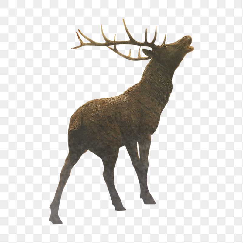 Stag, animal png sticker, animal, | Free PNG - rawpixel