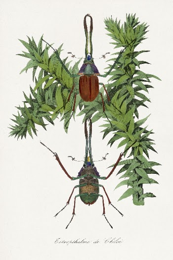Stag beetle painting, Le Jardin | Free Photo Illustration - rawpixel