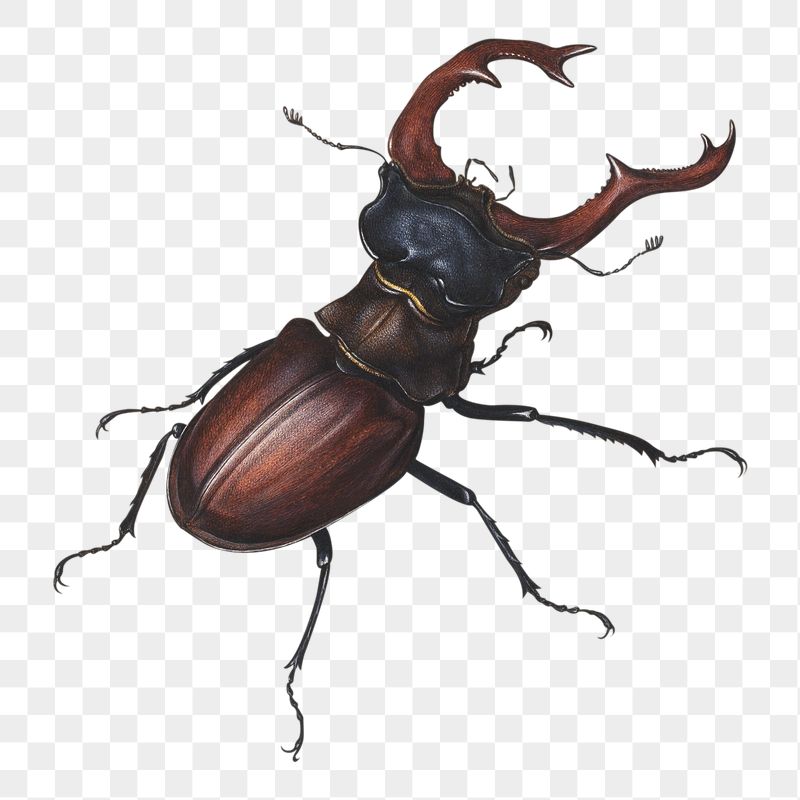 Stag beetle png sticker, insect | Free PNG - rawpixel