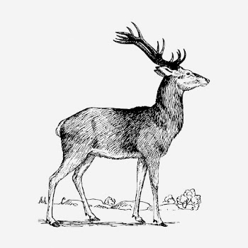 Stag drawing, vintage animal illustration. | Free Photo - rawpixel