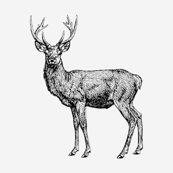 Stag drawing, vintage animal illustration. | Free Photo - rawpixel