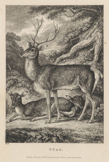 Stag | Free Photo - rawpixel
