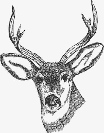 Stag Horn And The Head, Head Clipart, Head, Stag PNG Image and ...