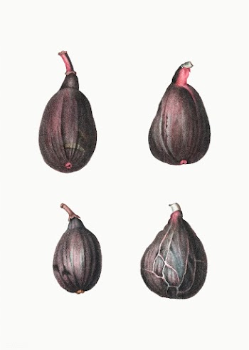Stages of a fig | Free stock vector - 568763