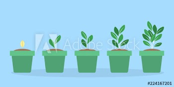 Stages of green plant growth in the blue pot