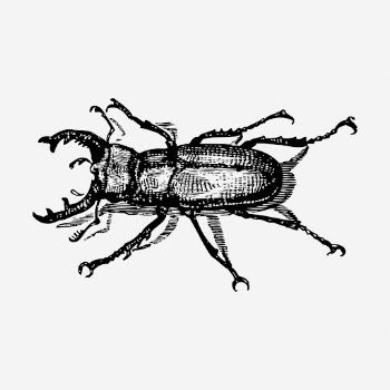 Staghorn beetle drawing, bug vintage | Free Photo - rawpixel