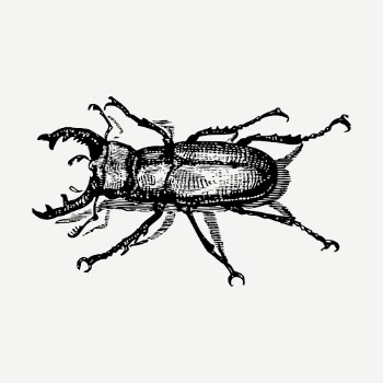 Staghorn beetle drawing, bug vintage | Free PSD - rawpixel