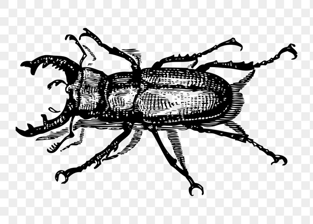 Staghorn beetle png sticker, bug | Free PNG - rawpixel