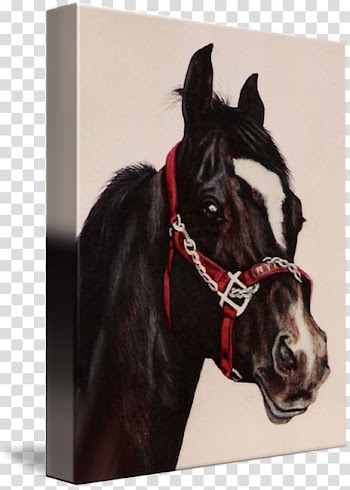 Stallion Halter Arabian horse Mustang Mare, watercolor horse transparent background PNG clipart