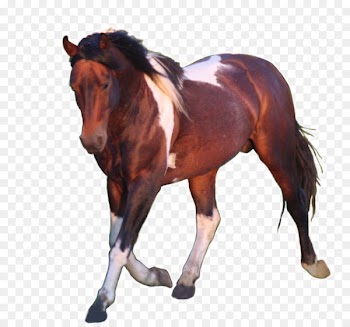 Stallion Mustang Mare American Paint Horse American Quarter Horse - mustang 